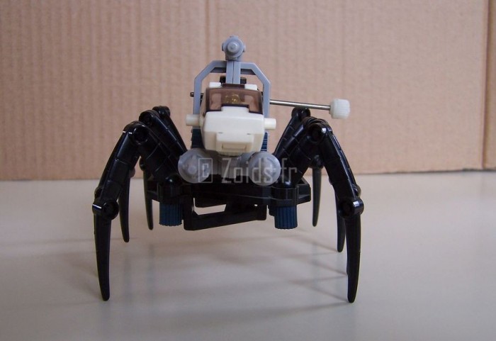 SpiderJap_04_900.JPG