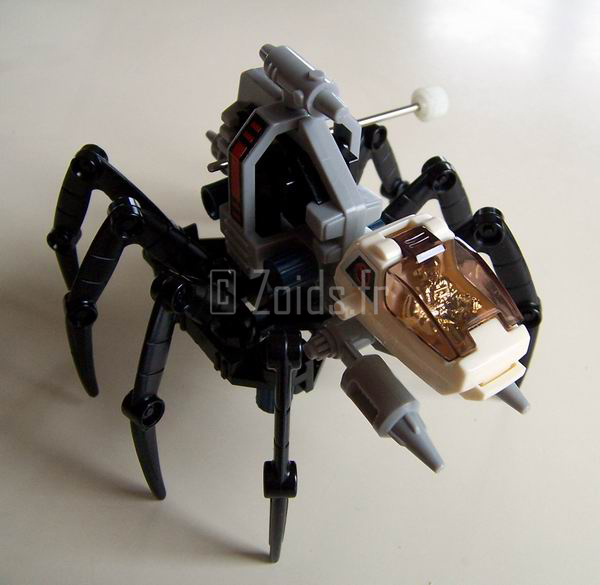 SpiderJapNew_04_900.JPG
